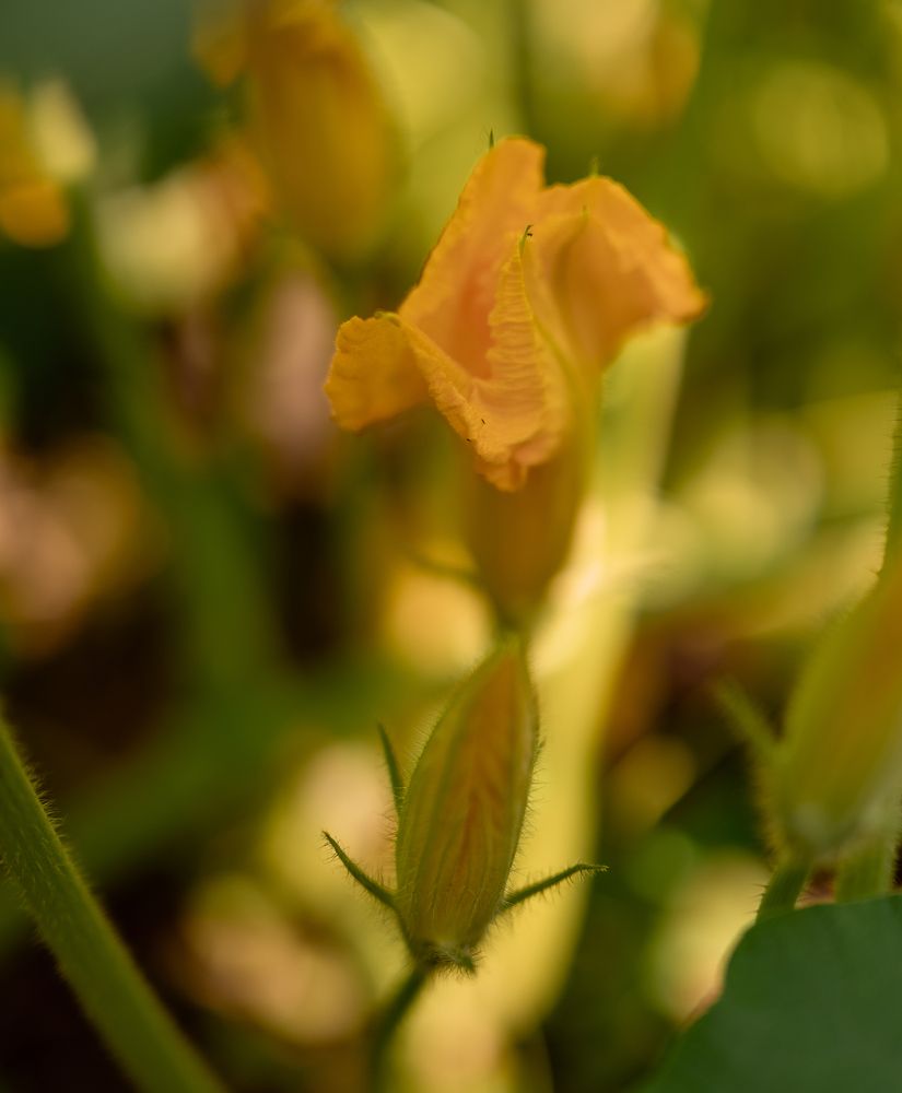 Photograph by Екатерина Каминская