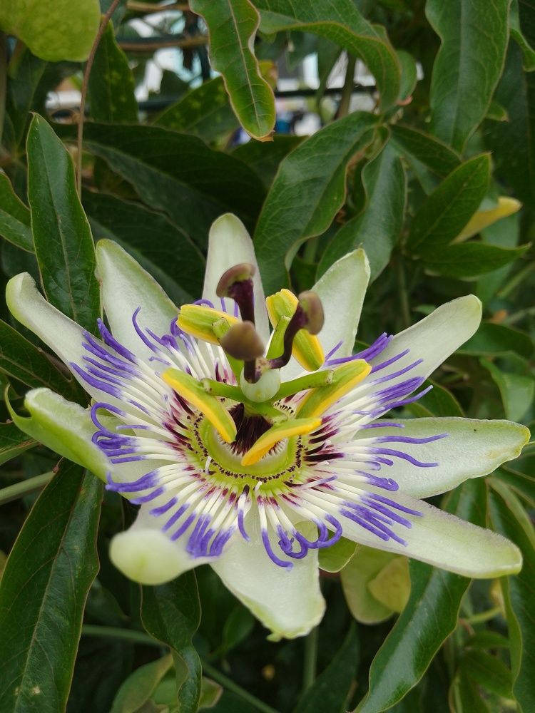 The miracle of passion flower