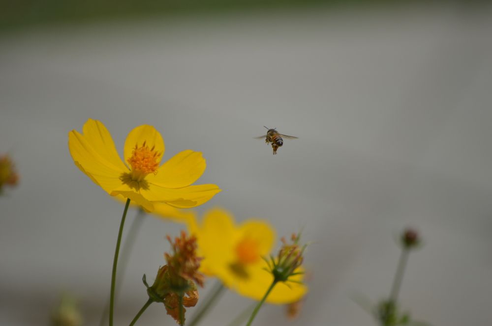 Photograph by Oscar Curo