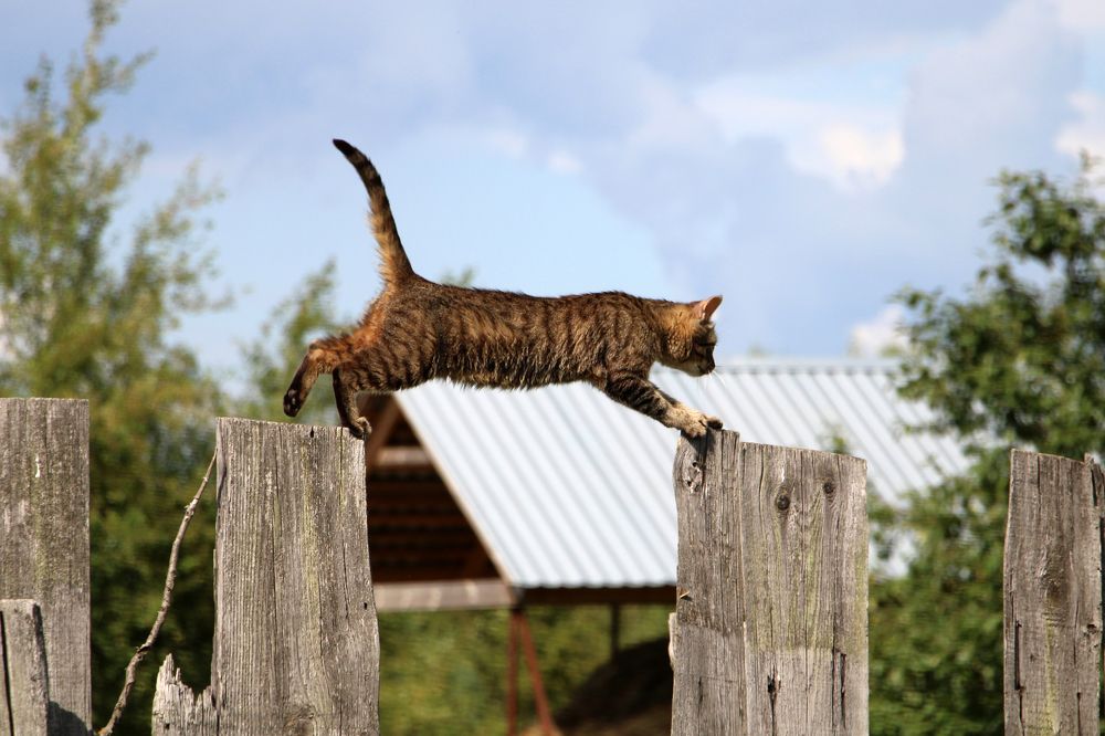 Юный охотник