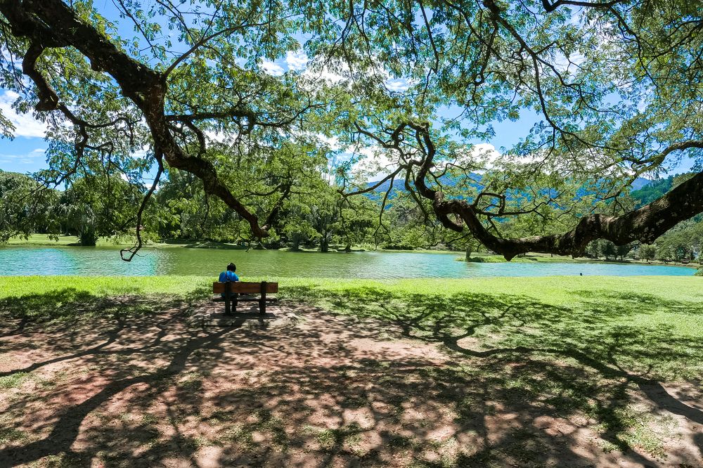 the uniqueness of Taiping Perak lake park trees