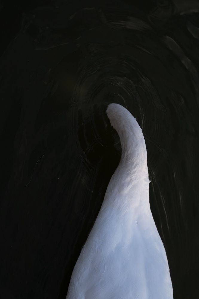 Photograph by Елена Акимова