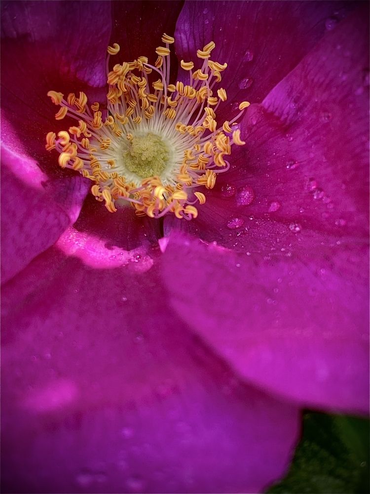 «Обаятельный шиповник@