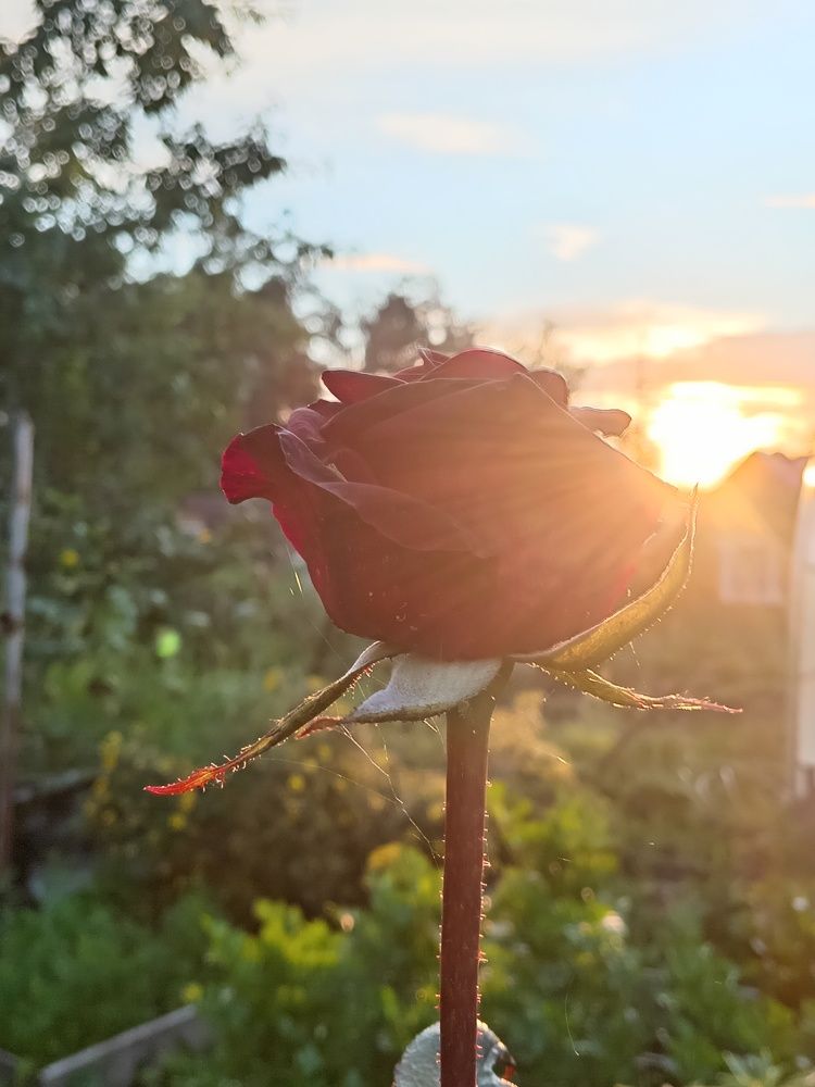 Photograph by Наталья Сырых