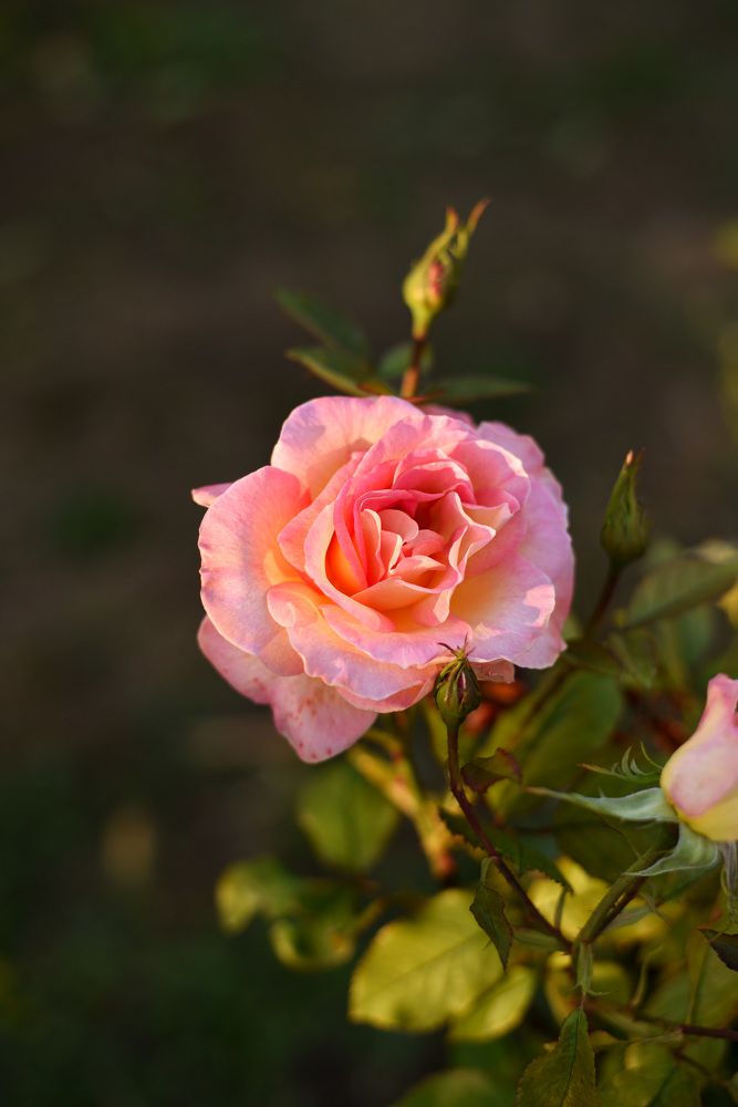 Photograph by Евгения Куценко