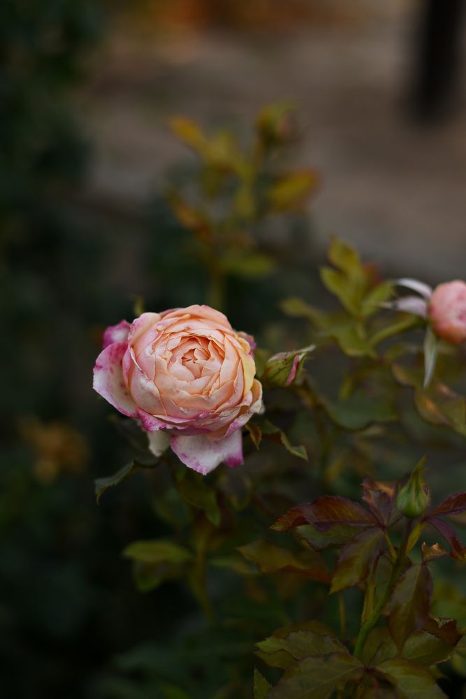 Photograph by Евгения Куценко