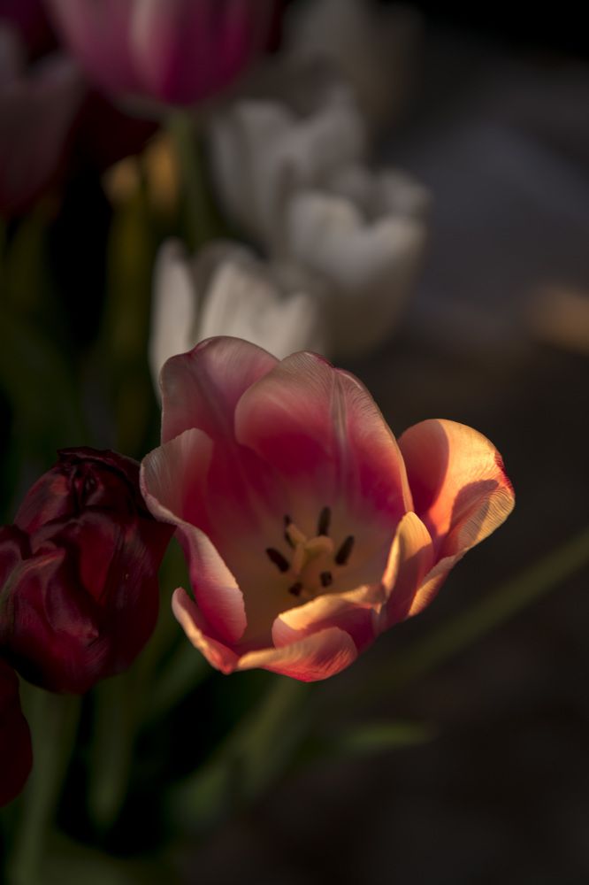 Photograph by Светлана Ермакова