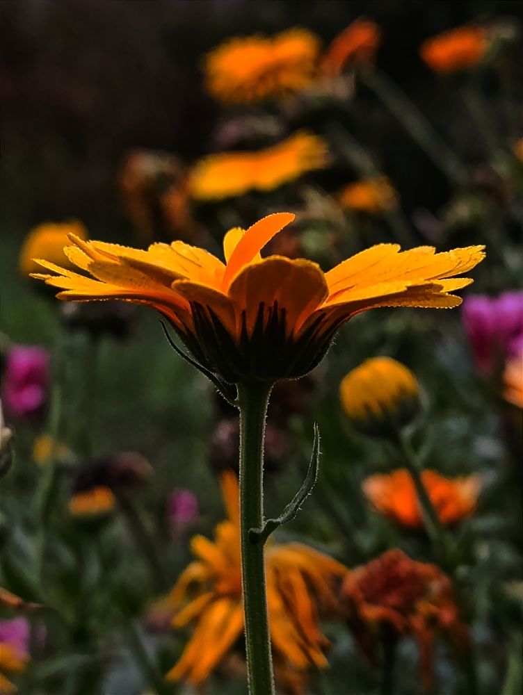 На рассвете