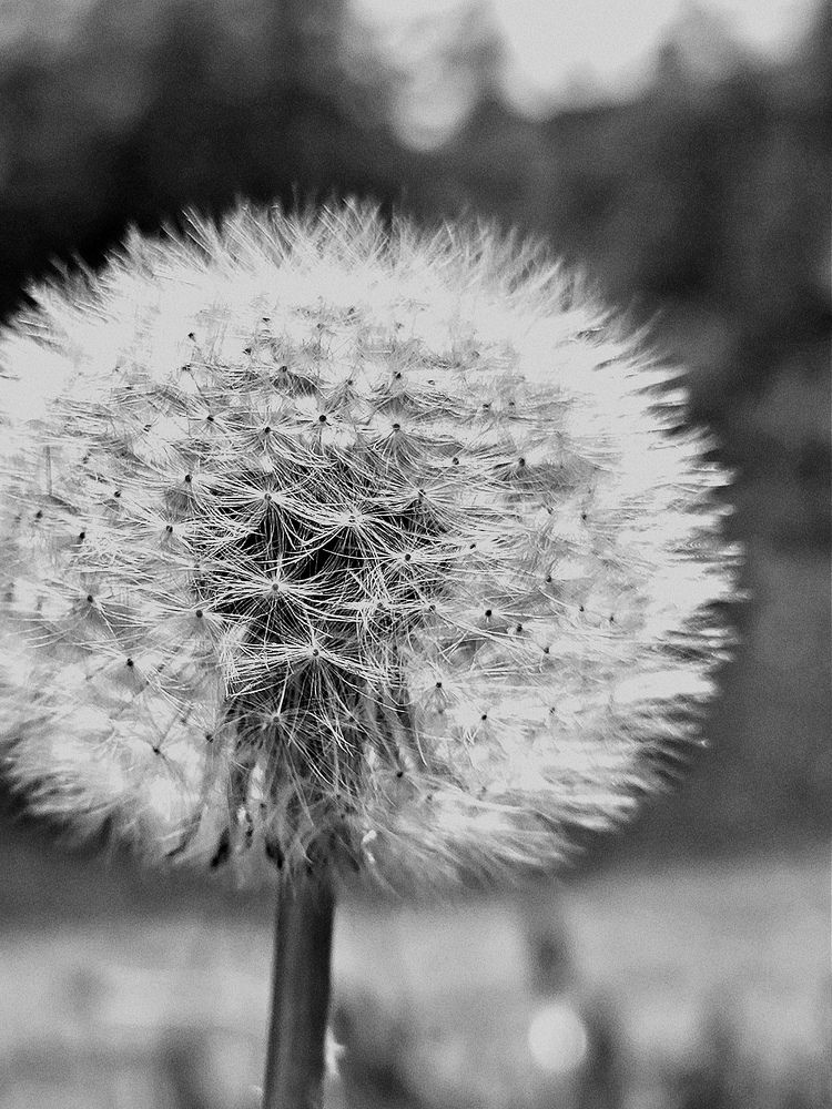 Photograph by Ksenija Bartoško