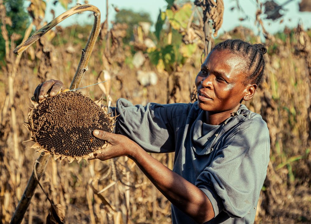 The Harvest of Perseverance