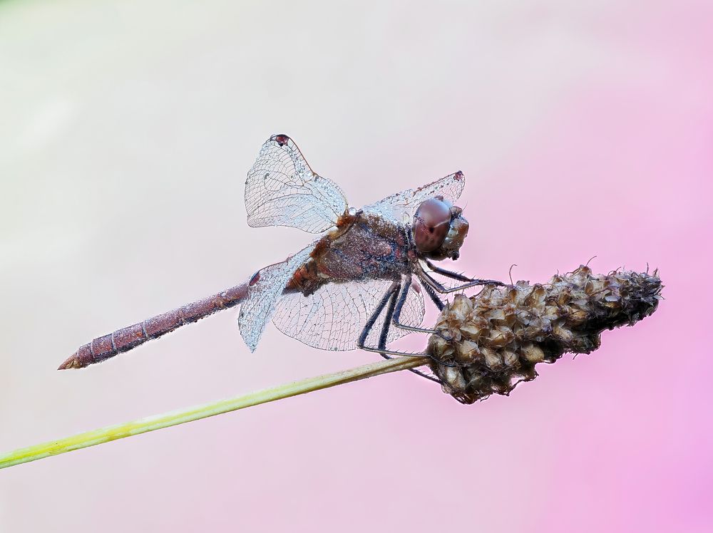 Photograph by Глеб Коровко