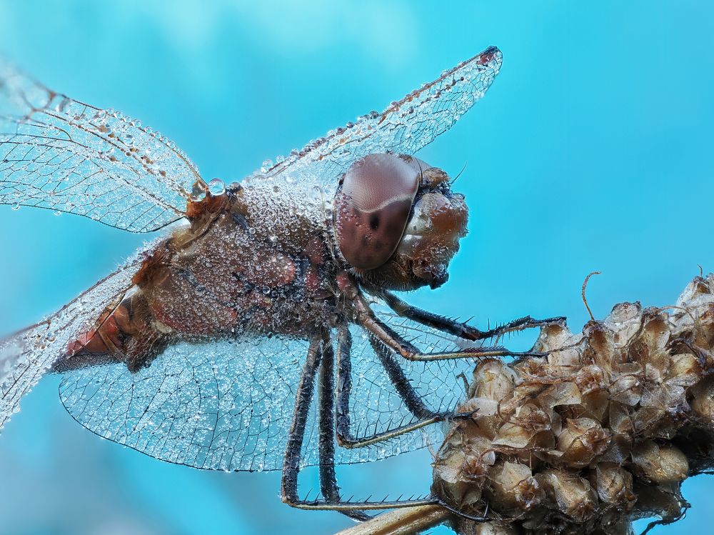 Photograph by Глеб Коровко