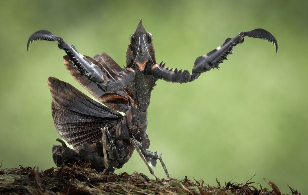 Photograph by Pang Way