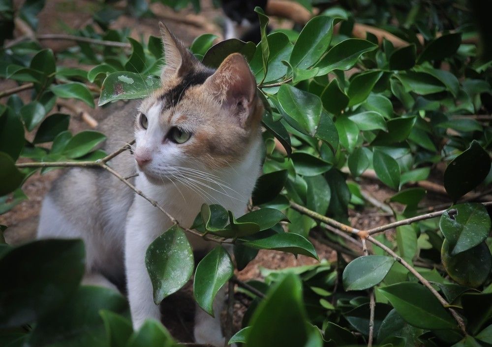 Photograph by Kalindu Ranawaka