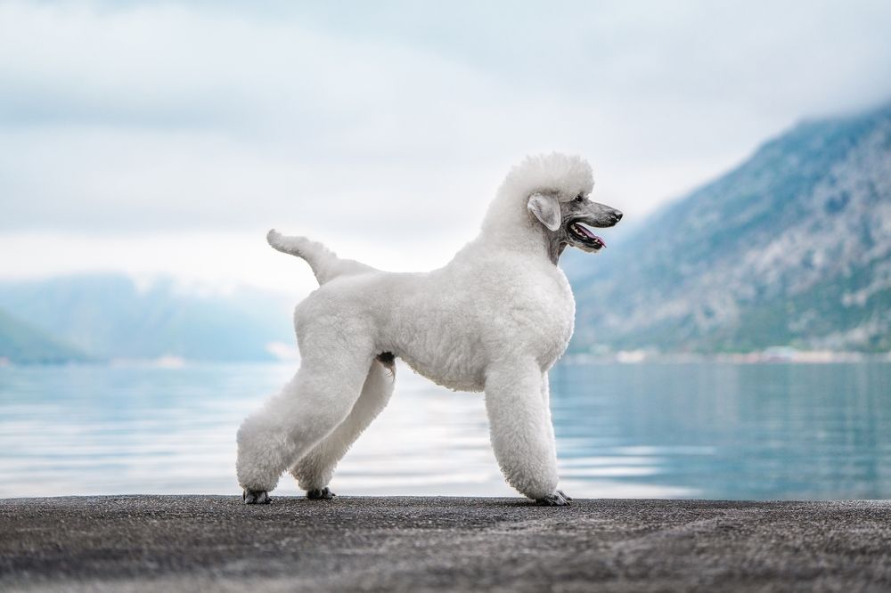 Photograph by Ирина Андрианова