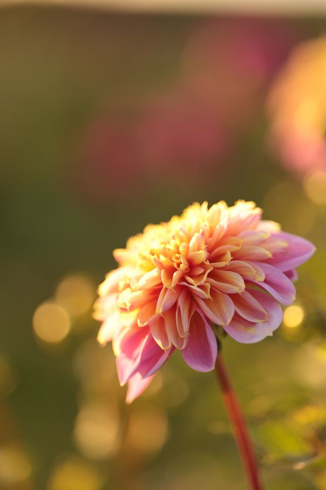 Photograph by Савиных Дарья