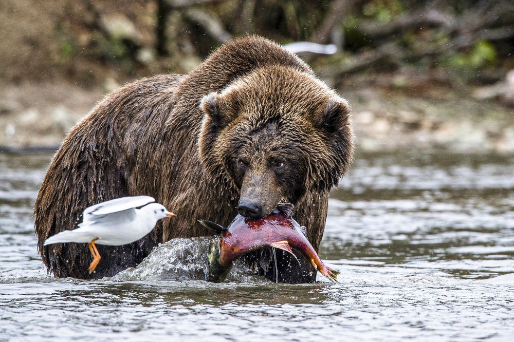 Photograph by Алексей Шаскольский