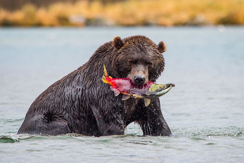 Photograph by Алексей Шаскольский
