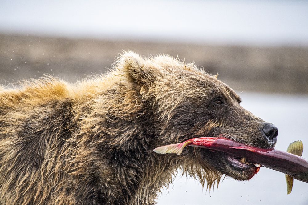 Photograph by Алексей Шаскольский