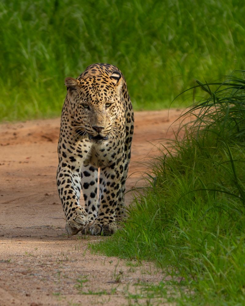 Photograph by Vipin P C