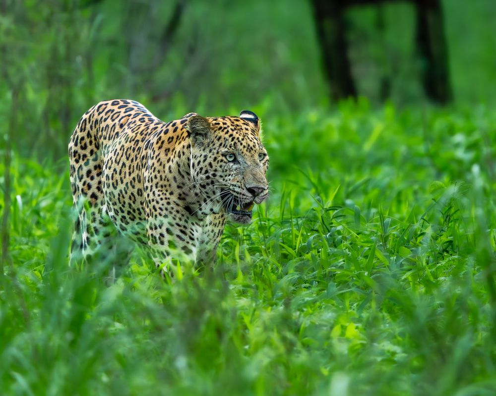 Photograph by Vipin P C