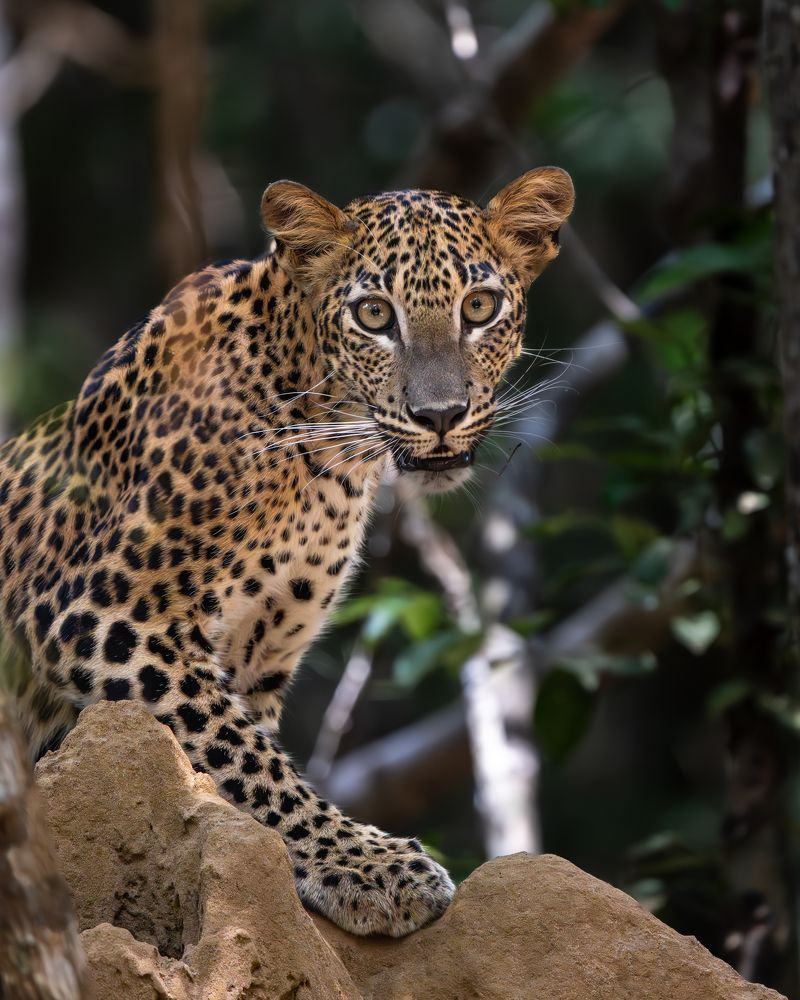 Photograph by Vipin P C