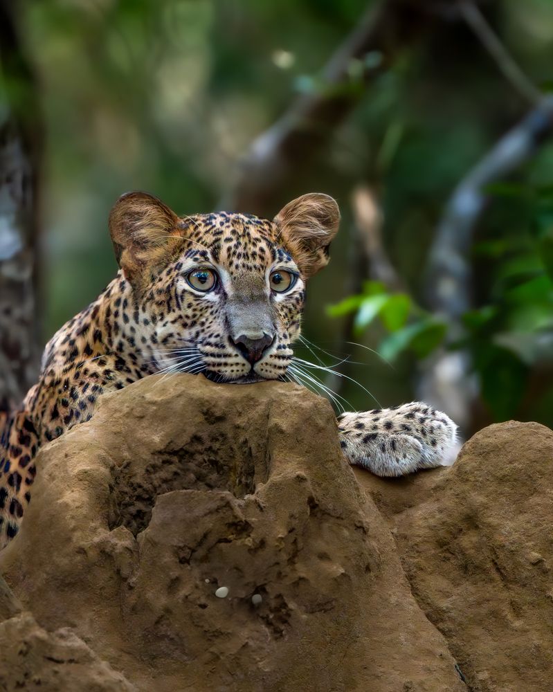 Photograph by Vipin P C