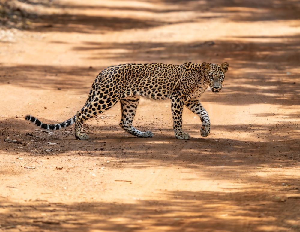 Photograph by Vipin P C