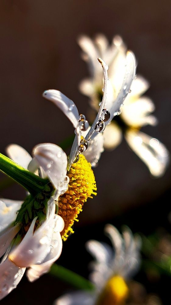 Photograph by Галина Перепечаева