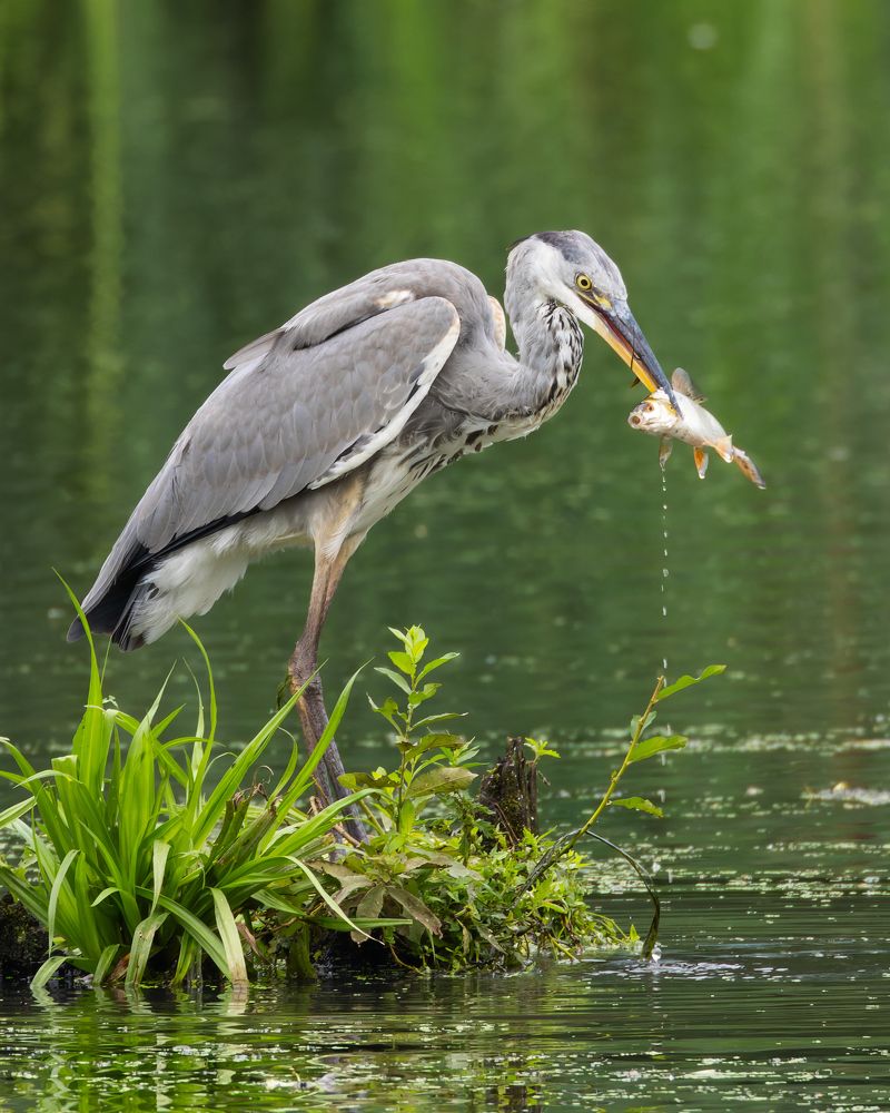 Удачная рыбалка серой цапли.