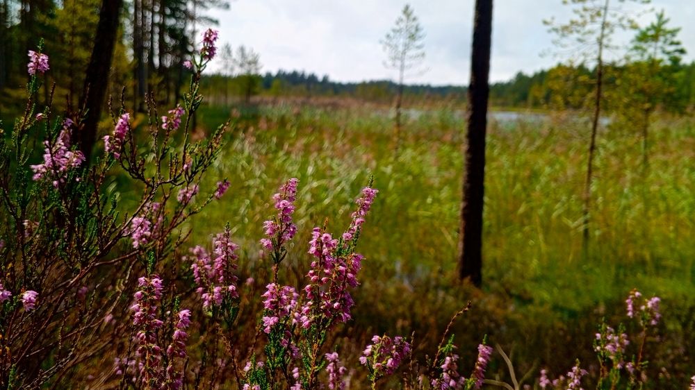 Photograph by Елена Кадрова