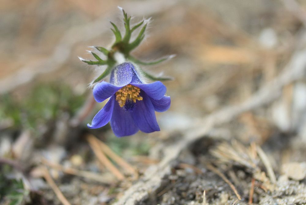 Photograph by Koledova Irina