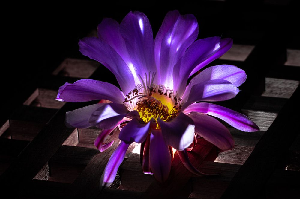 Photograph by Виктор Саврей