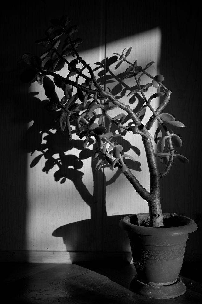 Фотография автора Дмитрий Referee