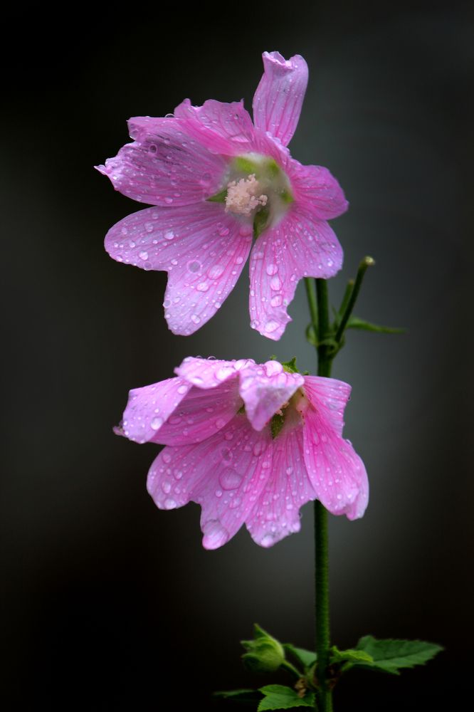 Photograph by Зоя Быкова