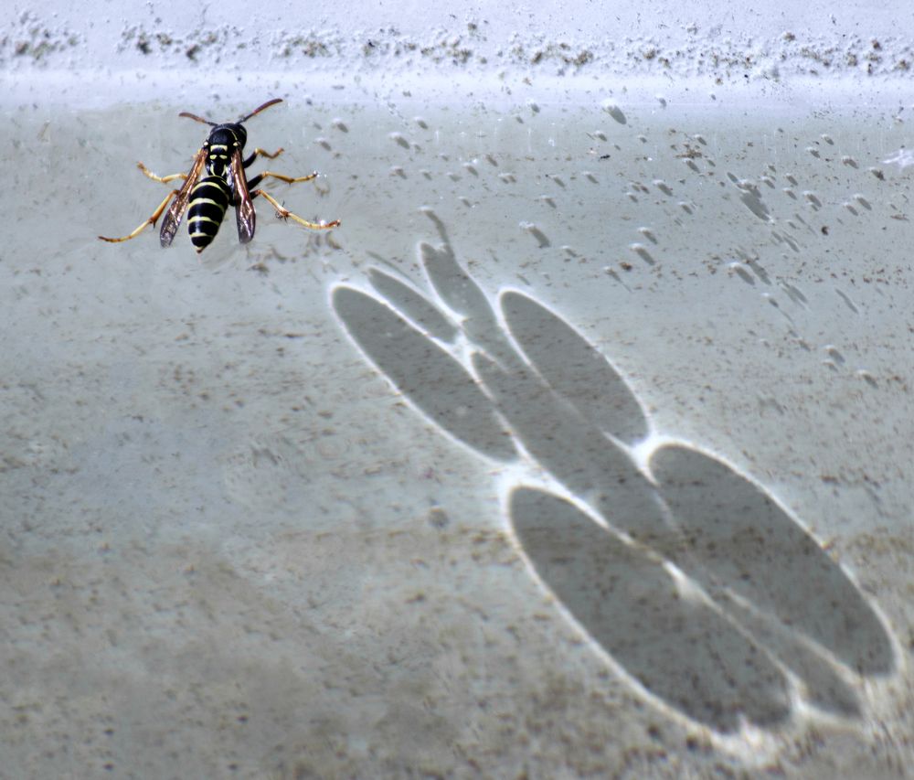 Photograph by Светлана Тарханова