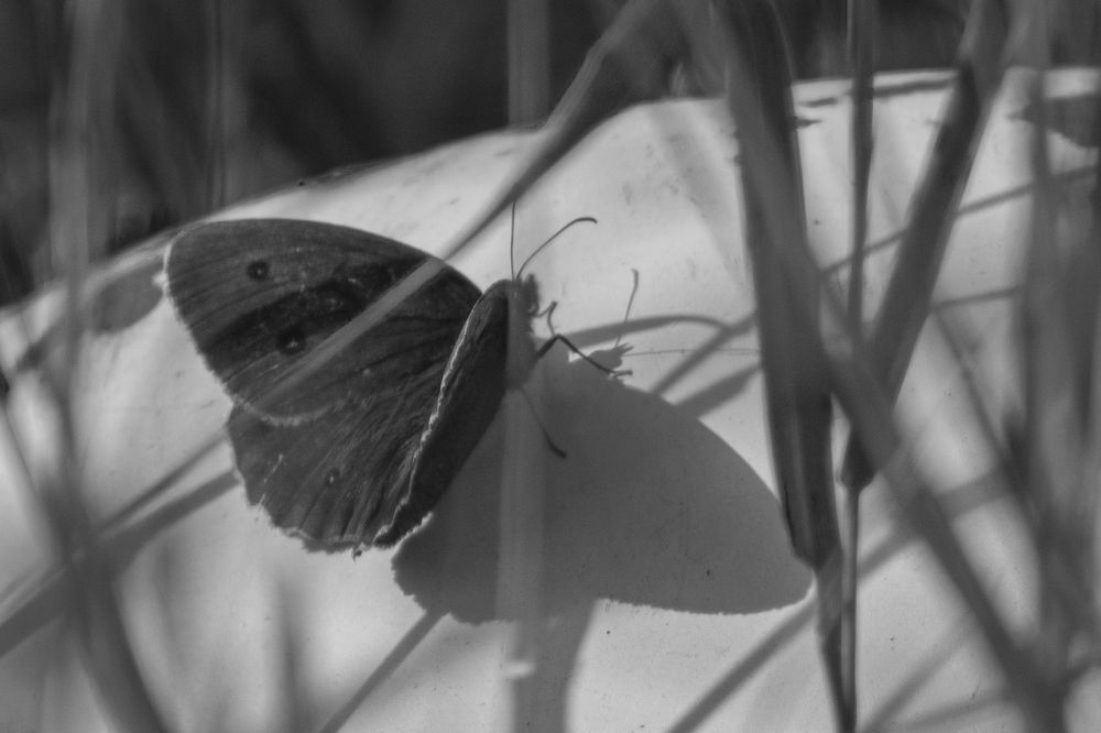 Photograph by Светлана Тарханова