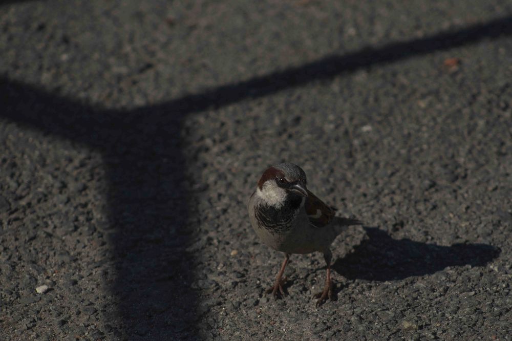 Photograph by Светлана Тарханова