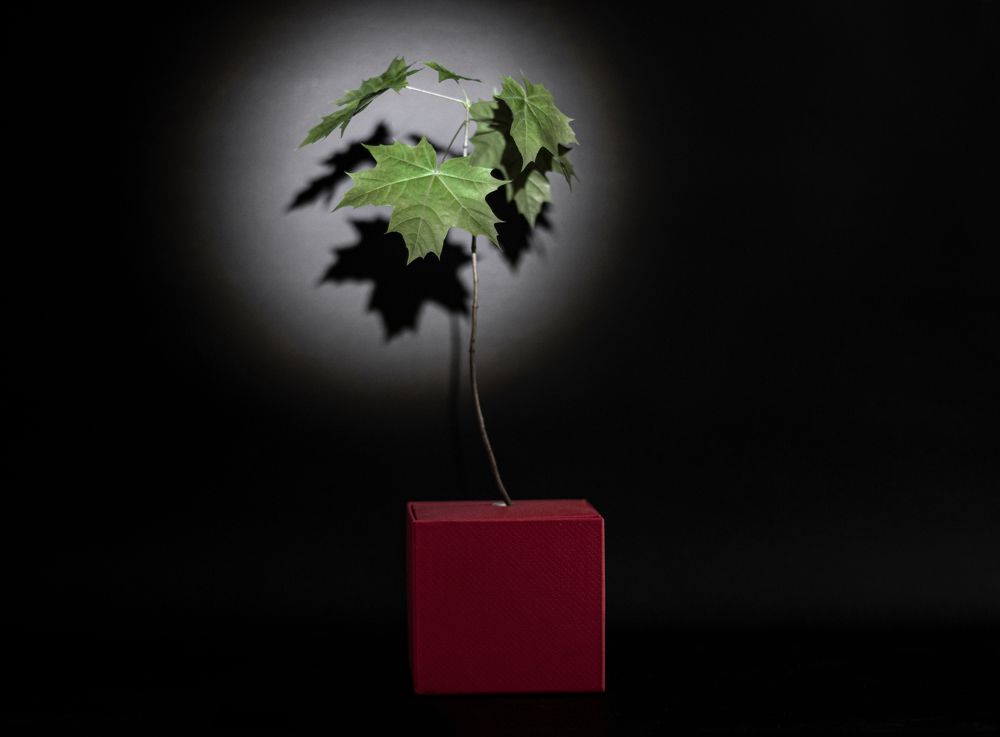 Photograph by Светлана Тарханова