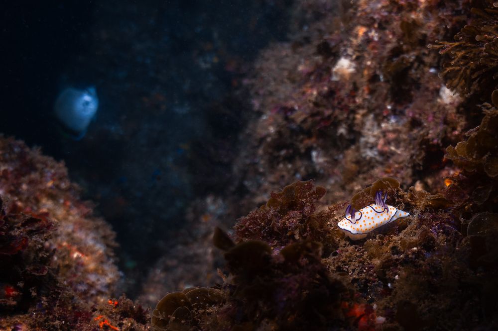 Photograph by Breanna J Marshall