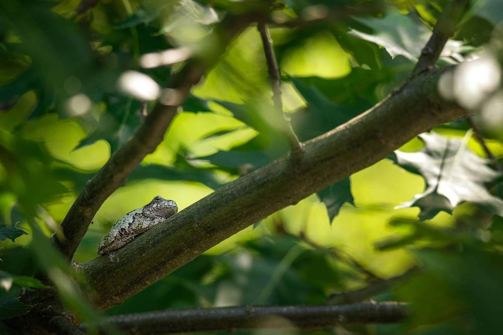 Gray Treefrog in an Oak