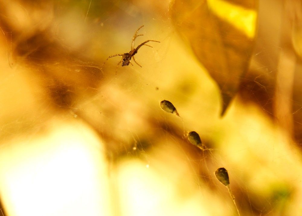 Фотография автора Nadarajan Lakshmanswamy