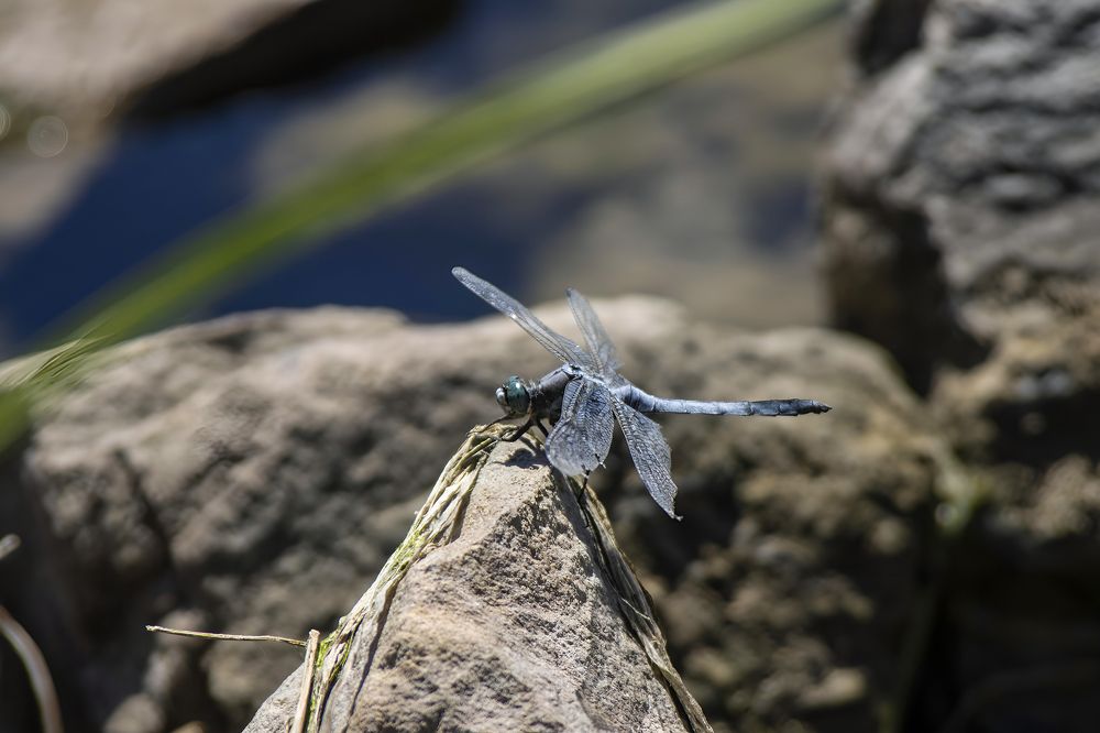 Photograph by Ирина Шибитова