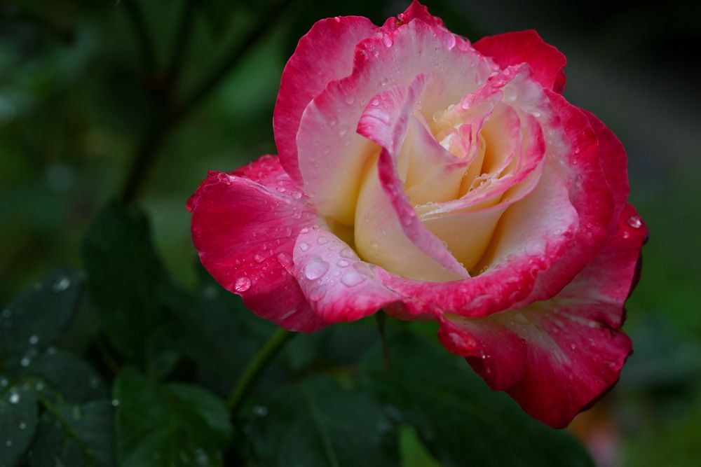 Фотография автора Дмитрий Referee