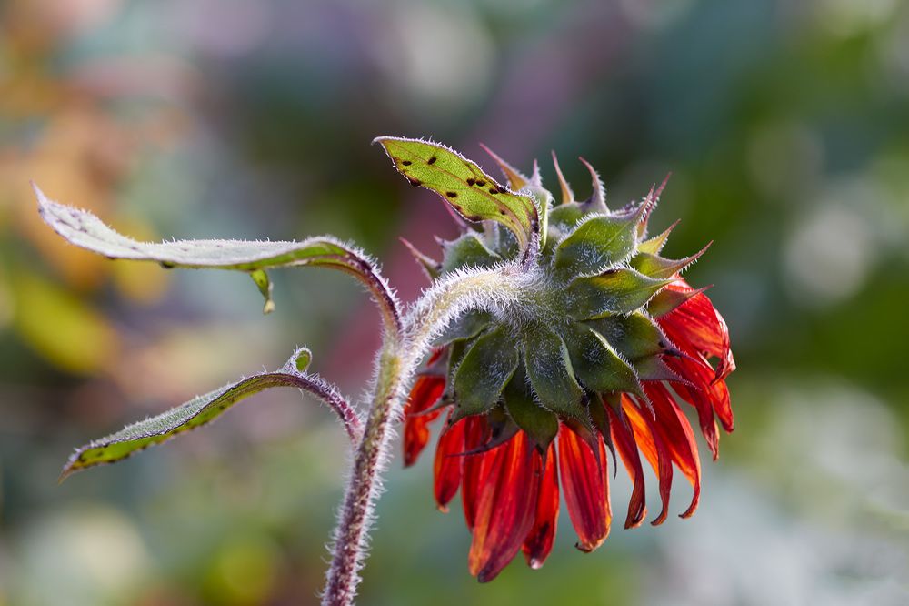 Photograph by Сергей Кириллов