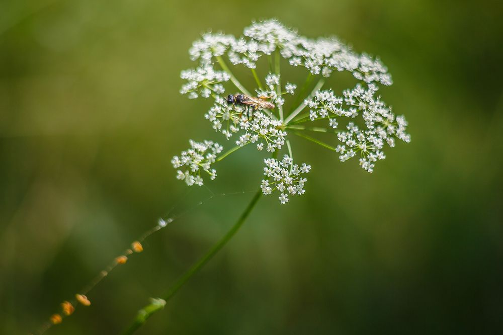 Photograph by Алексей Трифонов