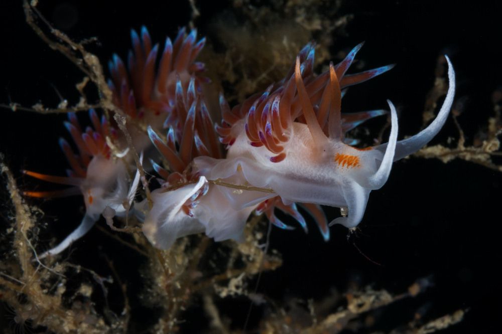 Mediterranean Cratena nudibranchs