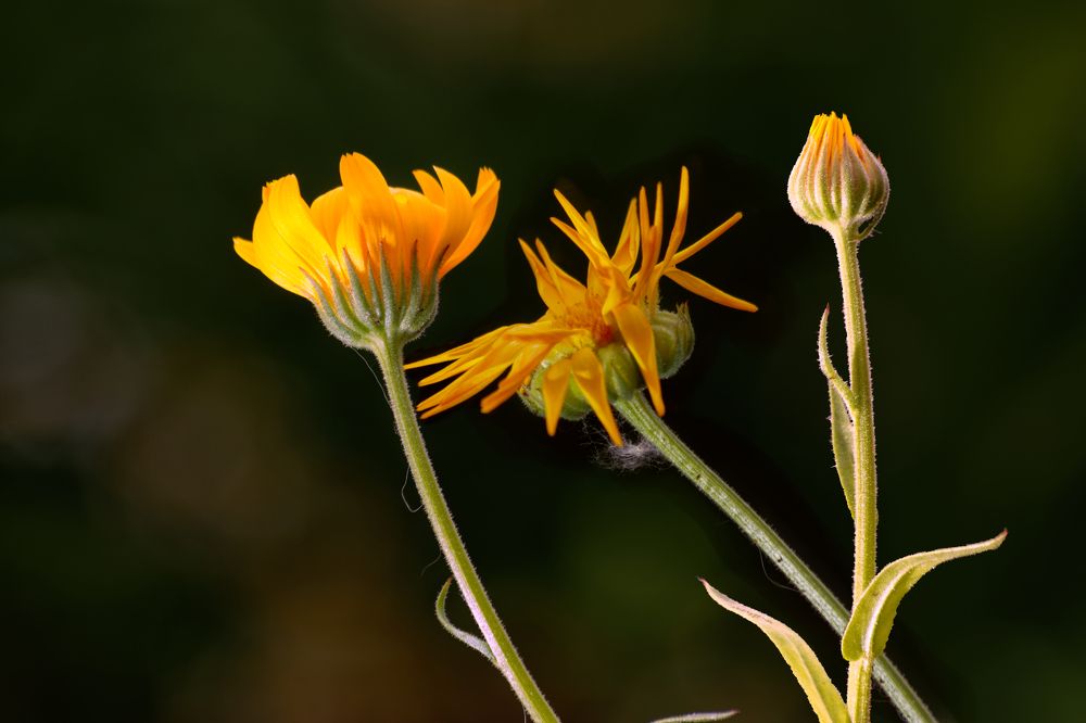 Photograph by Сергей Кириллов