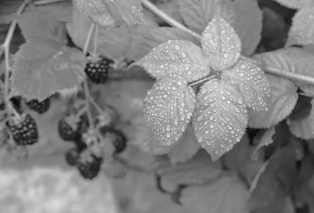 Photograph by Марина Юрченко