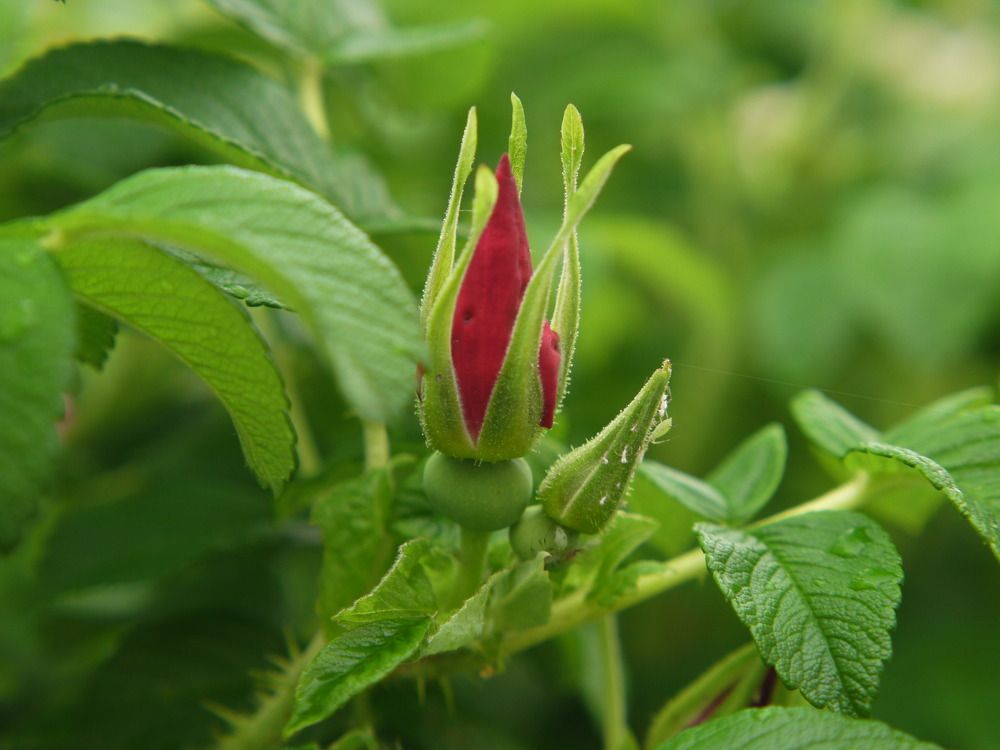 Photograph by Баженова Наталья